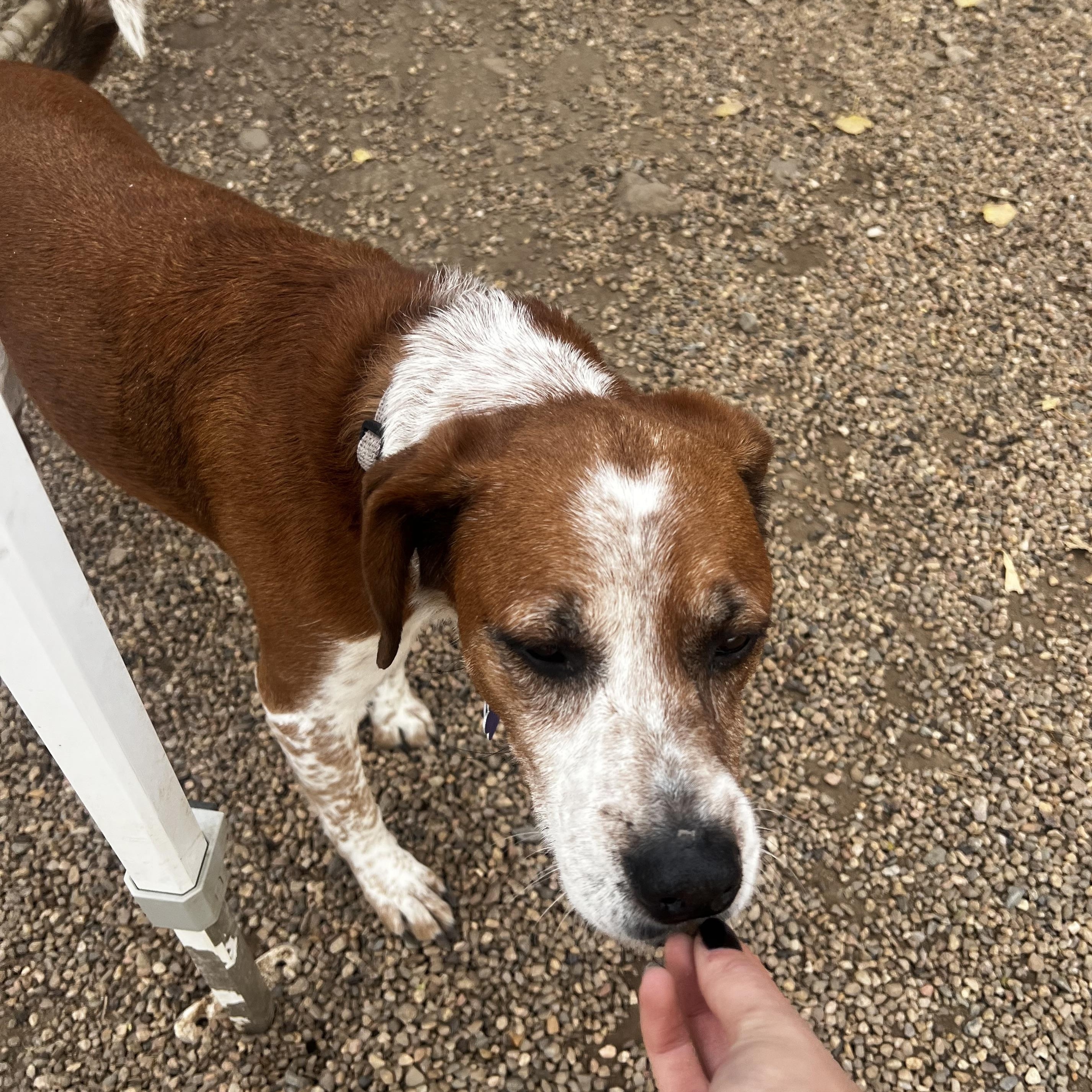 Enlarge Dixie, an adoptable mixed breed in Estes Park, CO image 4/6
