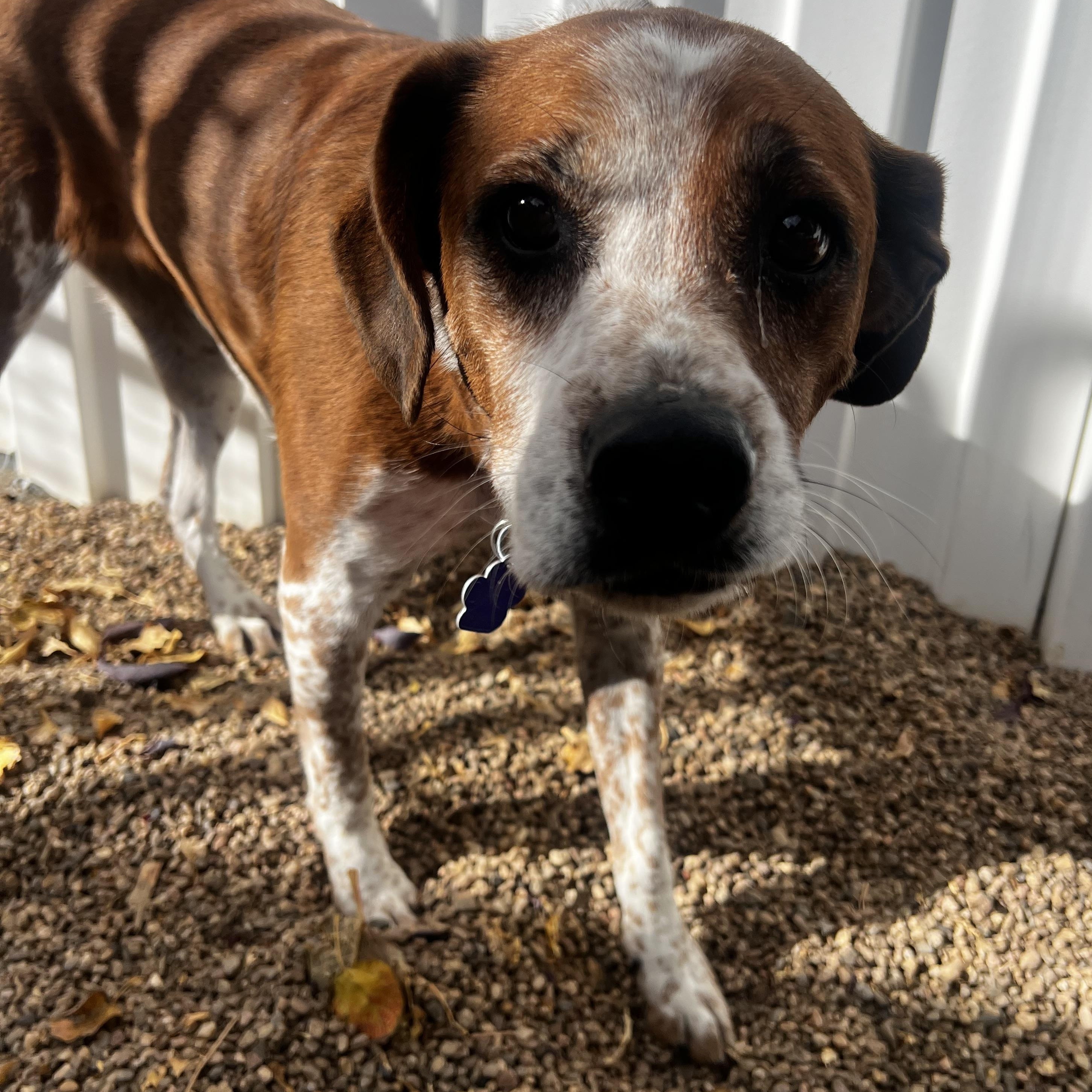 Dixie, adoptable, Adult Female Spaniel & Hound.