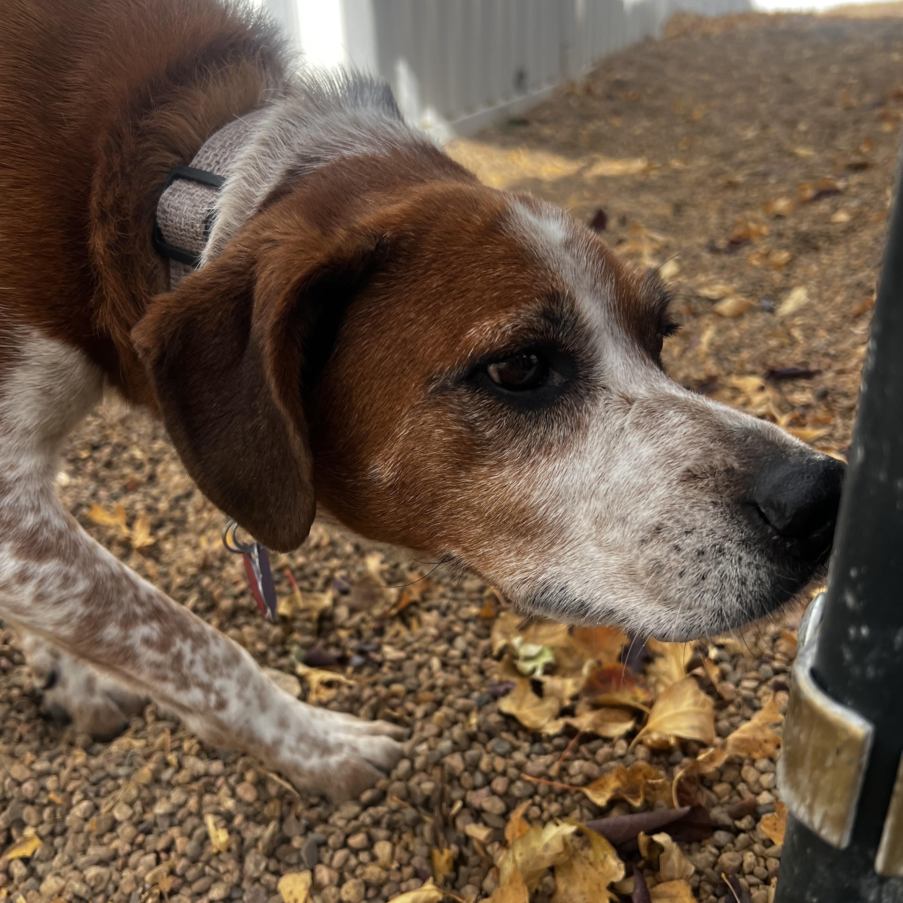 Enlarge Dixie, an adoptable mixed breed in Estes Park, CO image 3/6