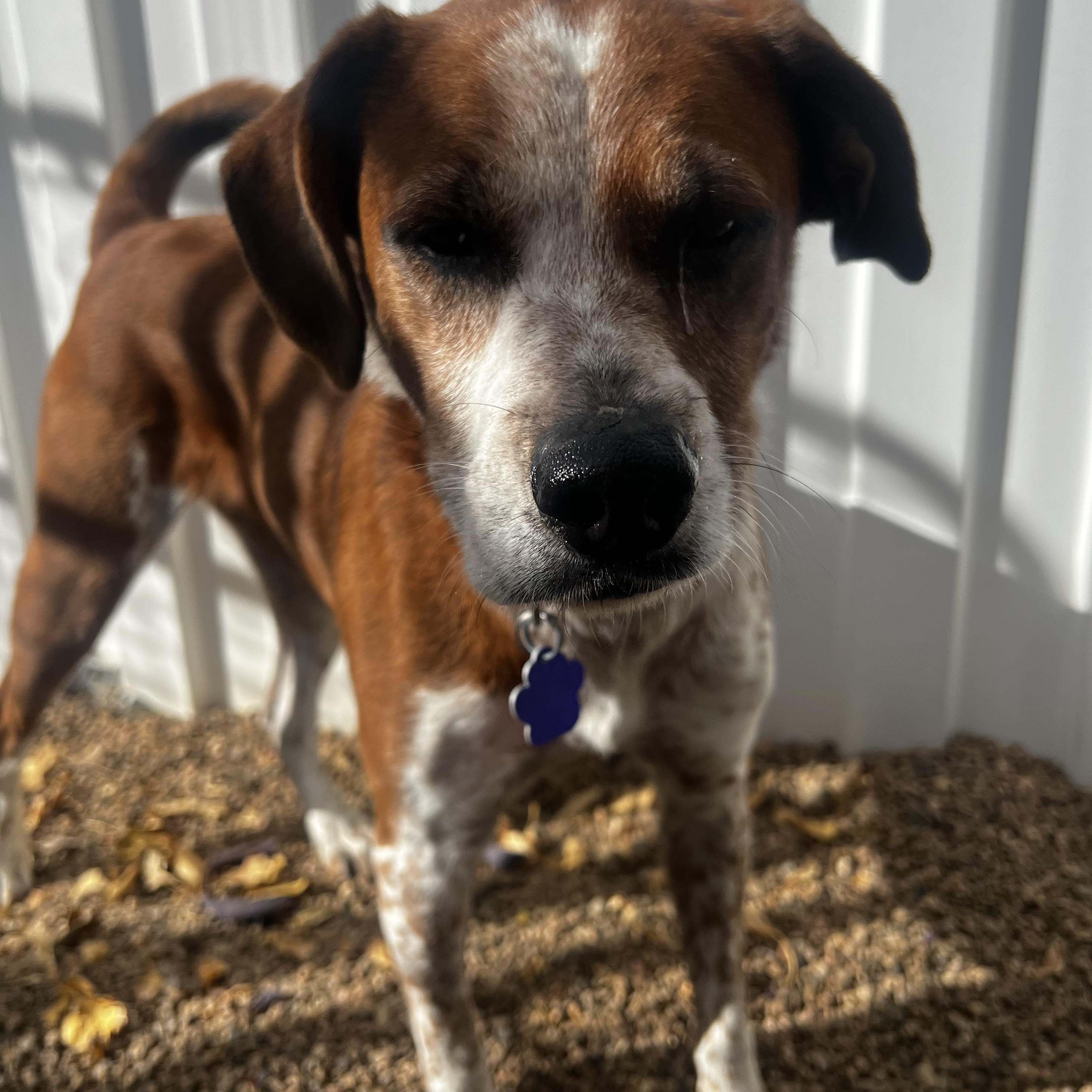Enlarge Dixie, an adoptable mixed breed in Estes Park, CO image 6/6