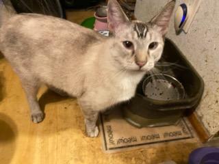 Abby, ADOPTABLE, Adult Female Siamese.