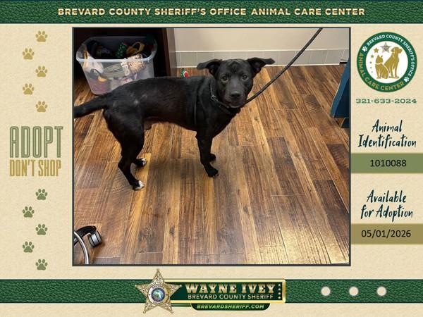 Enlarge Skeeter, a Adoptable mixed breed in Melbourne, FL image 1/1