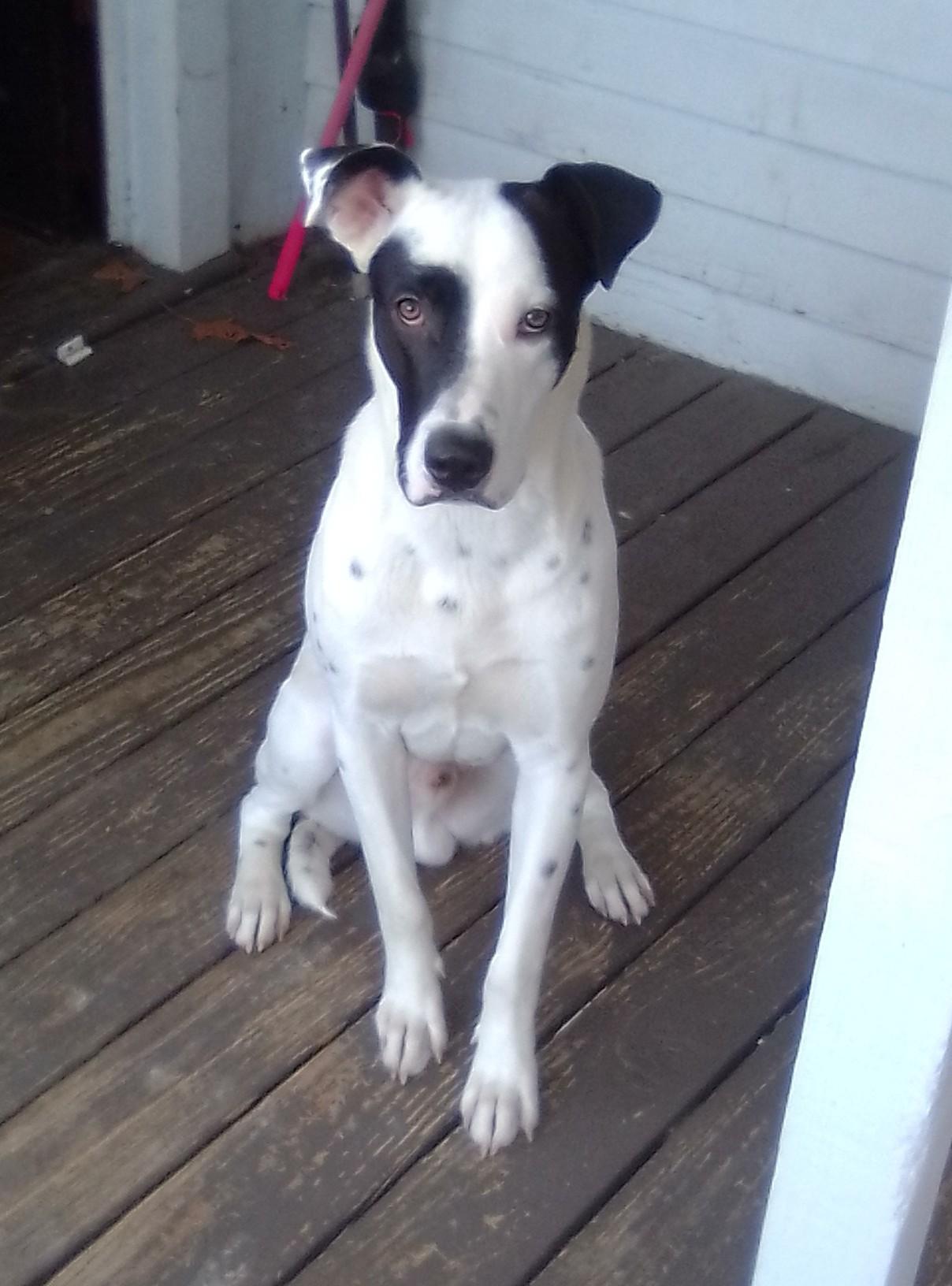 Enlarge Bobo-Bluefield , VA, a Adoptable mixed breed in Bluefield, VA image 1/5