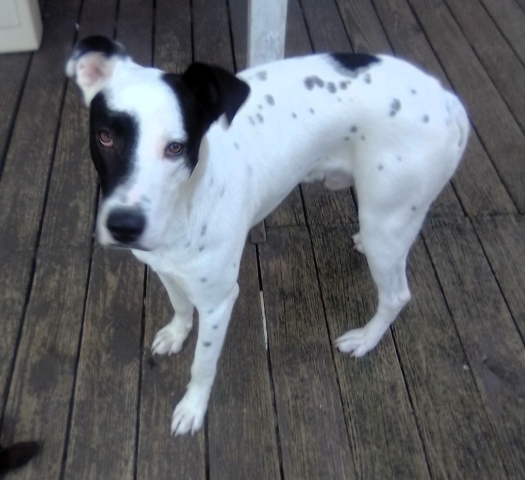 Enlarge Bobo-Bluefield , VA, a Adoptable mixed breed in Bluefield, VA image 3/5