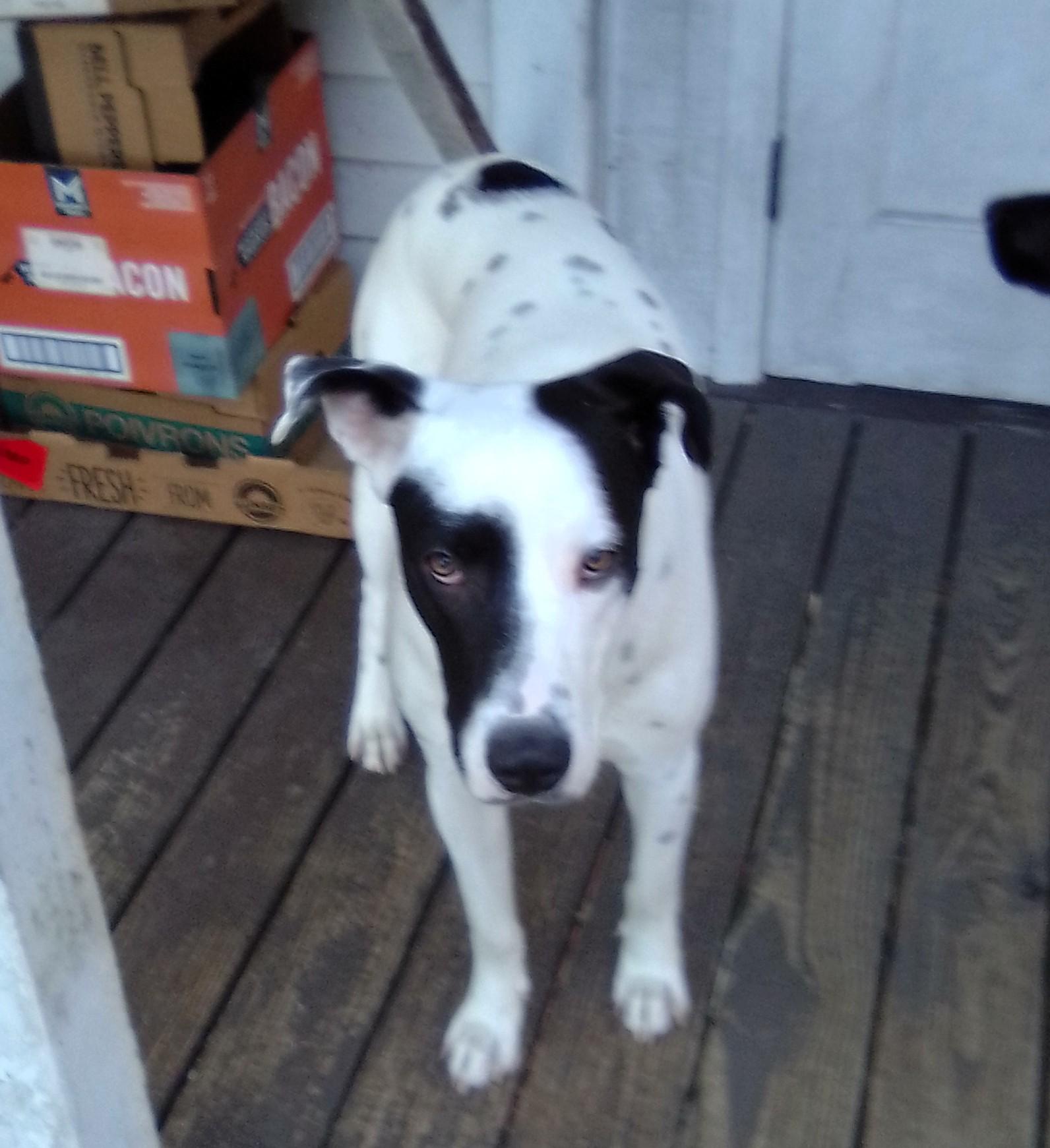 Enlarge Bobo-Bluefield , VA, a Adoptable mixed breed in Bluefield, VA image 4/5