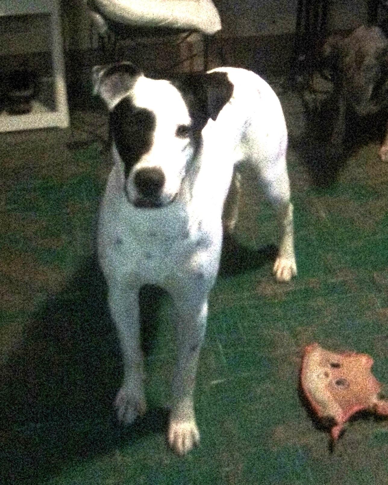 Enlarge Bobo-Bluefield , VA, a Adoptable mixed breed in Bluefield, VA image 5/5