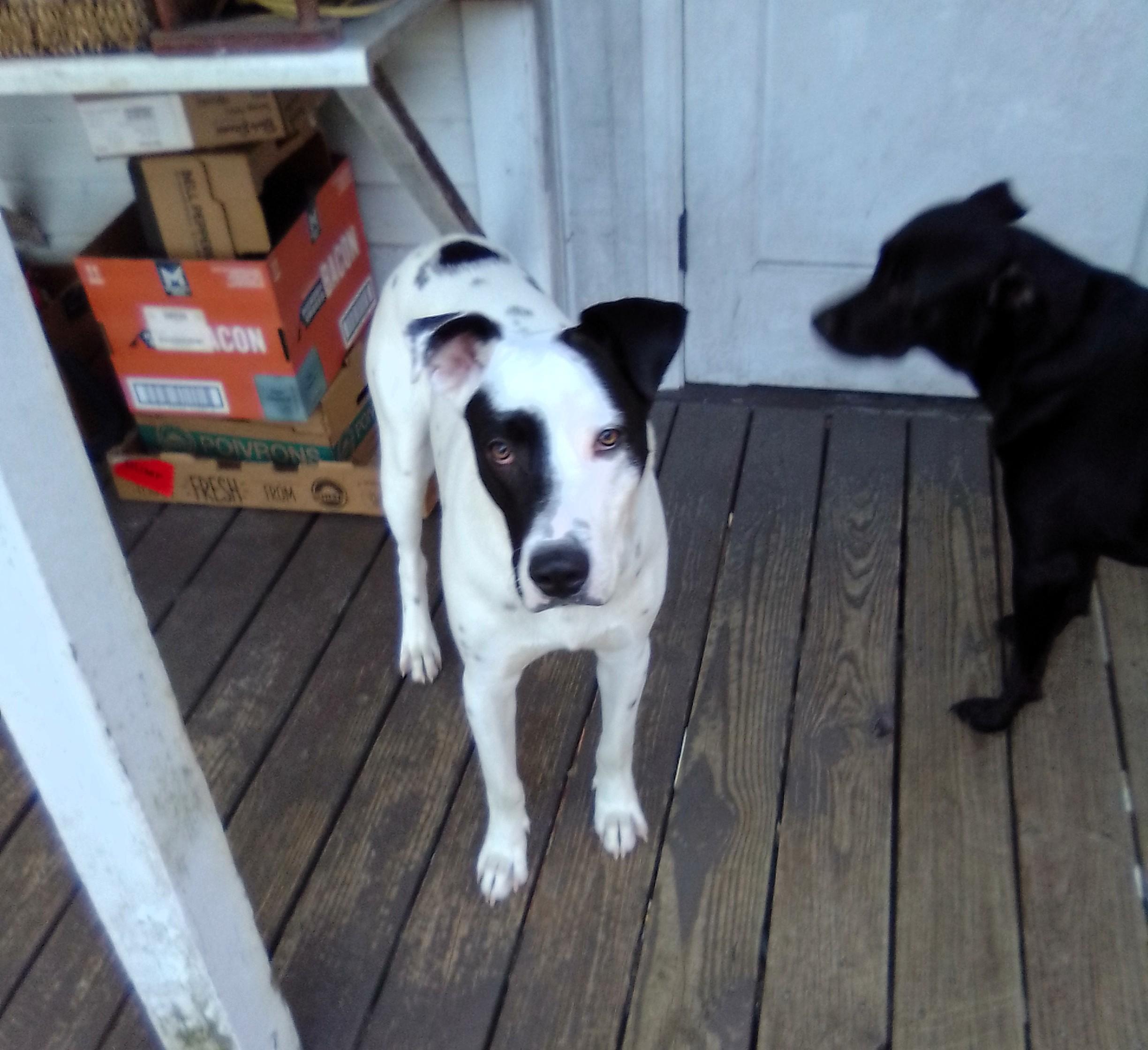 Enlarge Bobo-Bluefield , VA, a Adoptable mixed breed in Bluefield, VA image 2/5