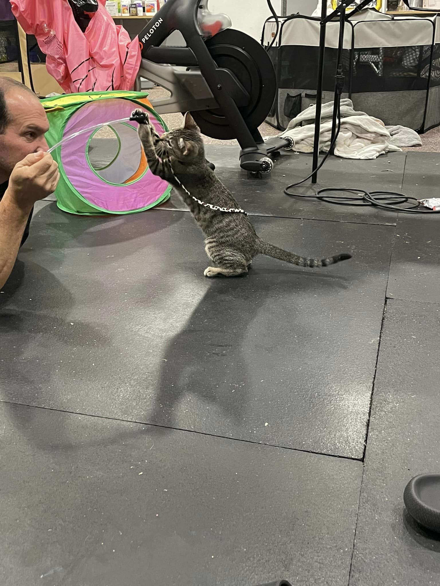 Cat for adoption Tiger Lily, a Domestic Short Hair Mix in Allentown