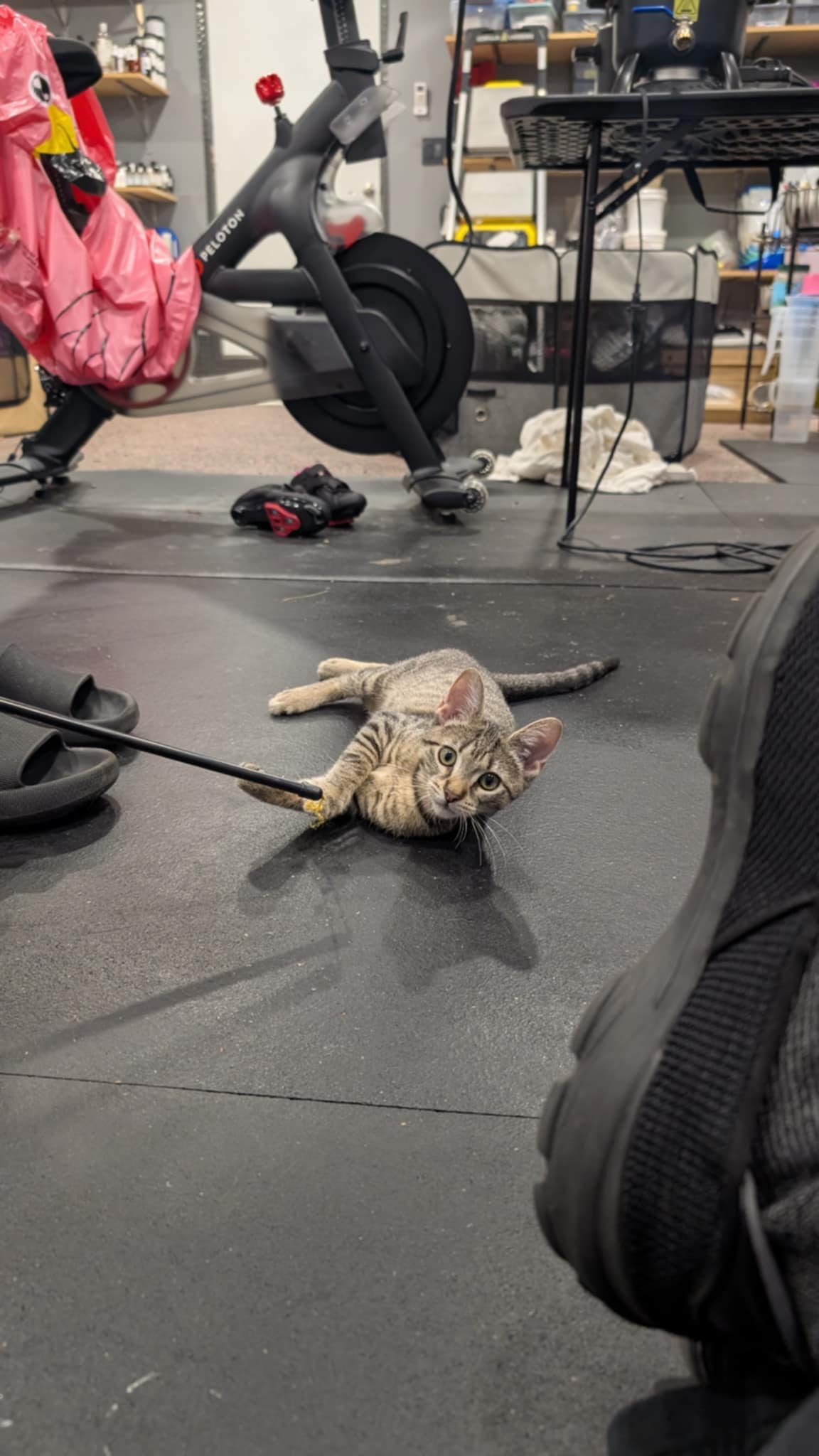 Cat for adoption Tiger Lily, a Domestic Short Hair Mix in Allentown