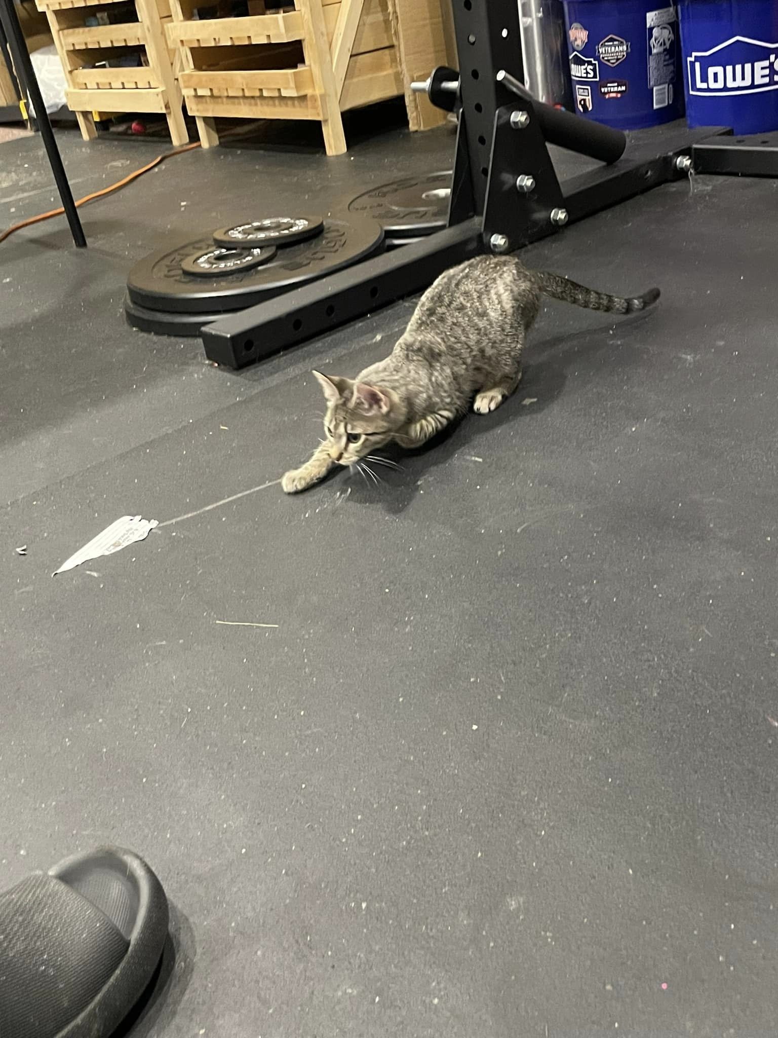 Cat for adoption Tiger Lily, a Domestic Short Hair Mix in Allentown