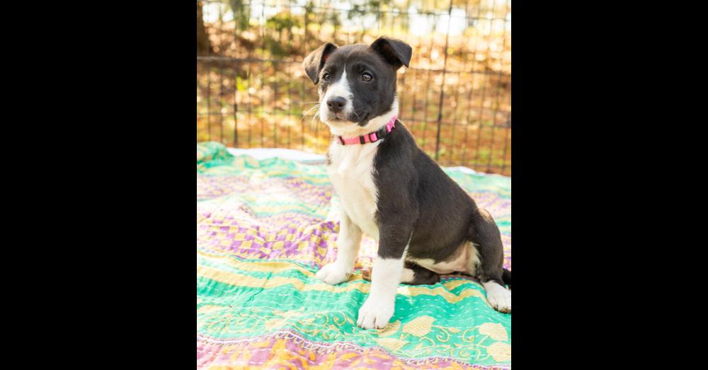 Enlarge Panda, a Adoptable mixed breed in Hartwell, GA image 1/1