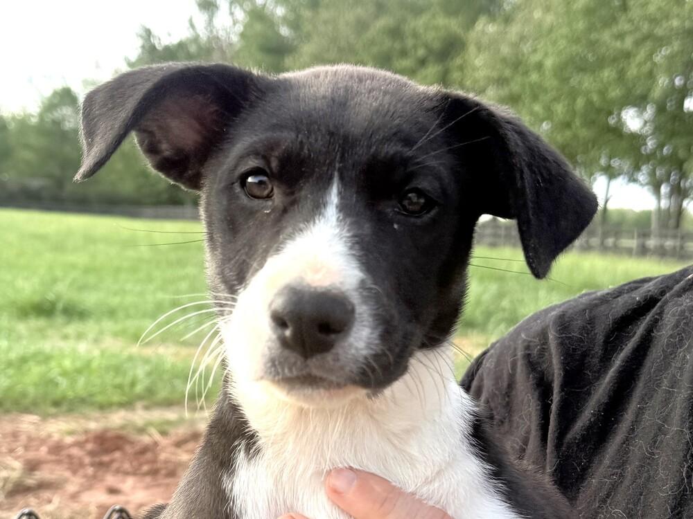 Enlarge Panda, a Adoptable mixed breed in Hartwell, GA image 2/4