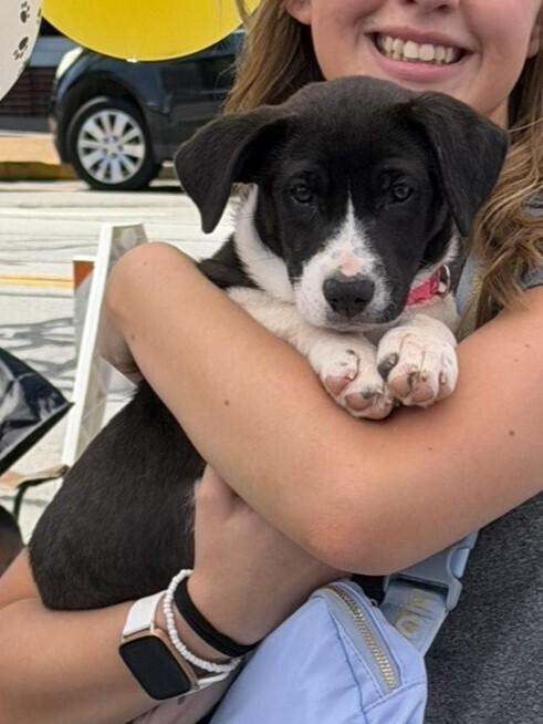 Enlarge Panda, a Adoptable mixed breed in Hartwell, GA image 3/4