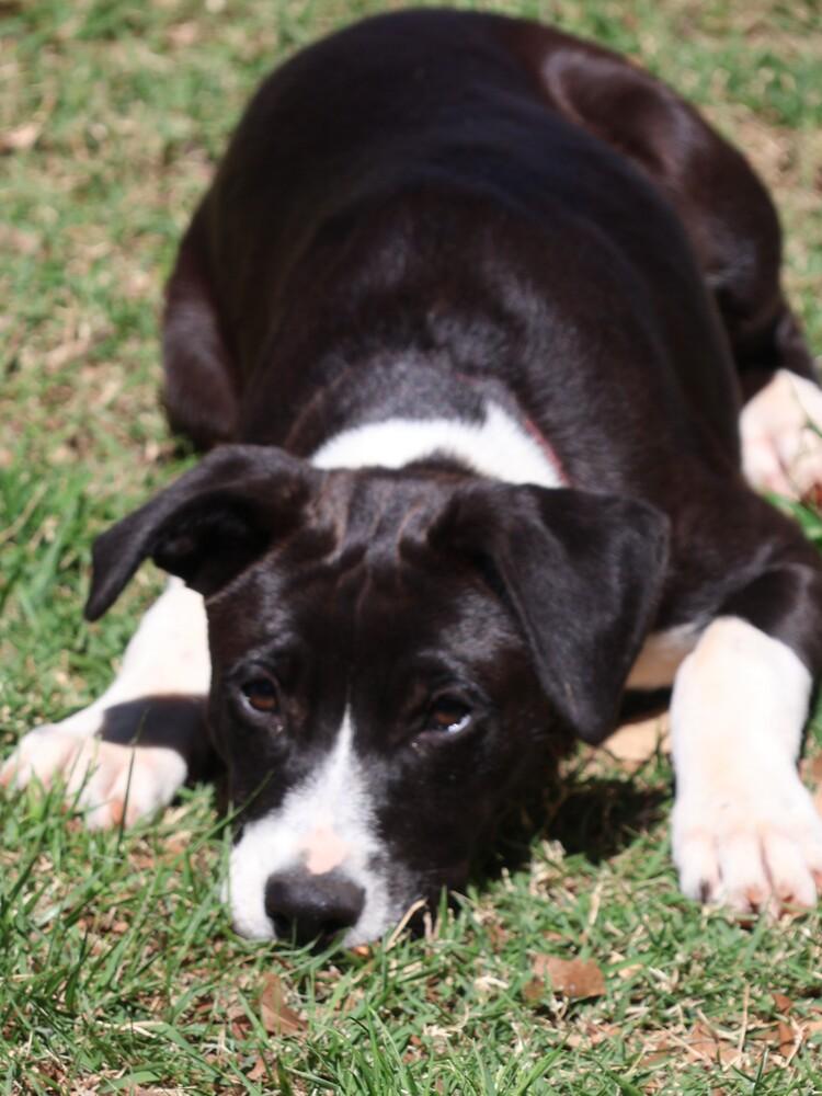 Enlarge Panda, a Adoptable mixed breed in Hartwell, GA image 4/4