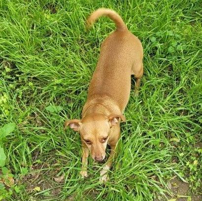 Monkey, Adoptable, Senior Female Chihuahua.