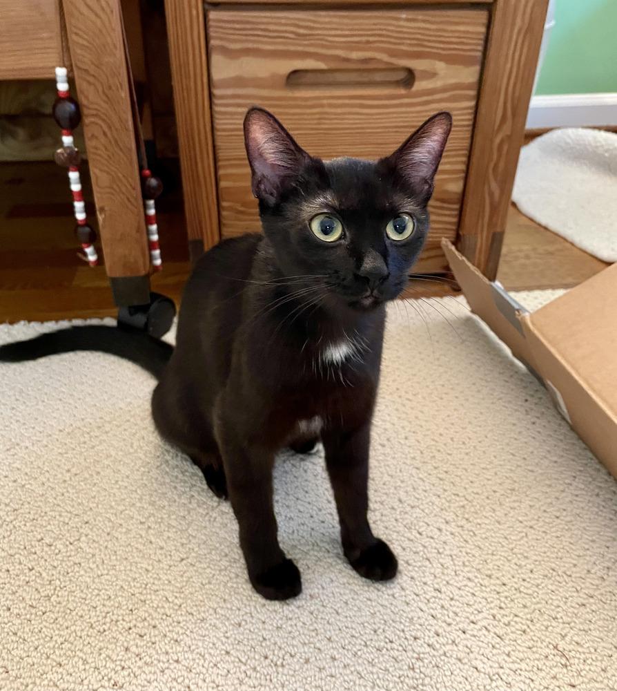 Enlarge Shadow, a Adoptable mixed breed in Columbus, OH image 1/1