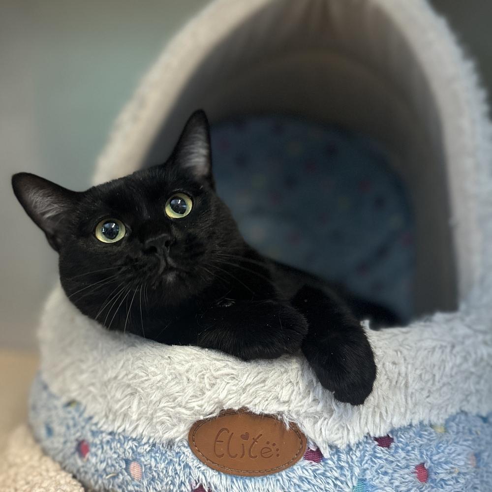 Enlarge Shadow, a Adoptable mixed breed in Columbus, OH image 2/3