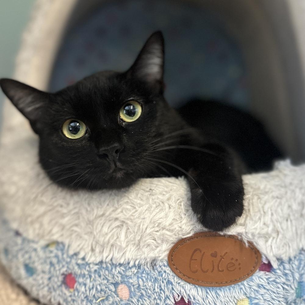 Enlarge Shadow, a Adoptable mixed breed in Columbus, OH image 3/3