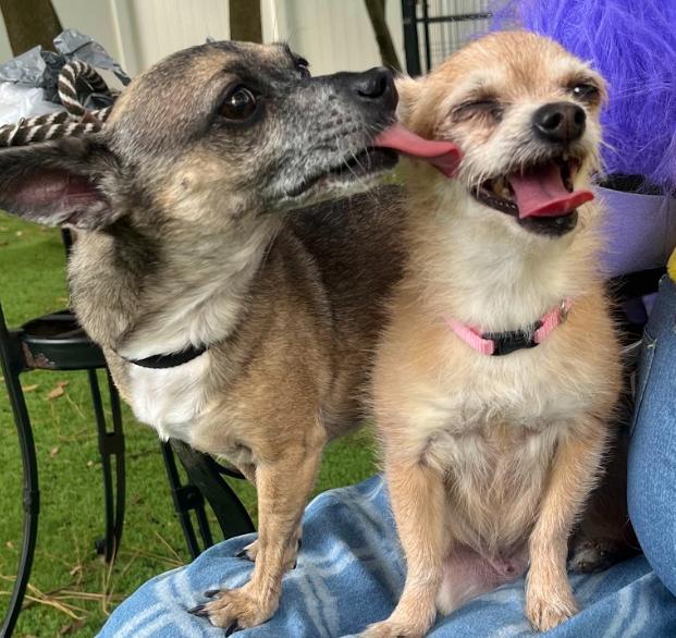 Kona and Musi, Adoptable, Adult Female Chihuahua.