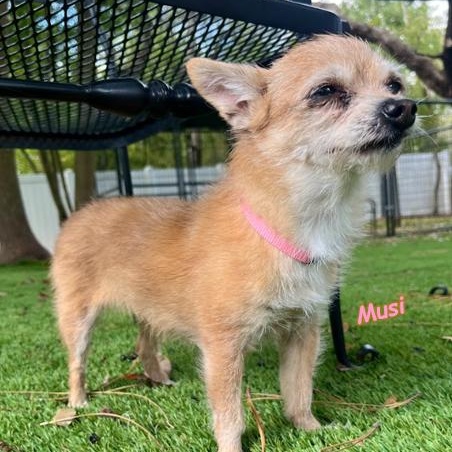 Enlarge Kona and Musi, a Adoptable Chihuahua in Palm Harbor, FL image 4/6