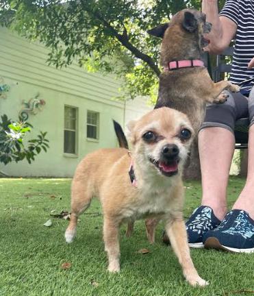 Enlarge Kona and Musi, a Adoptable Chihuahua in Palm Harbor, FL image 6/6