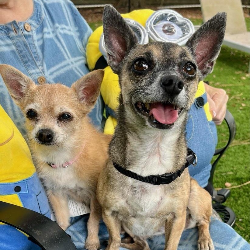 Enlarge Kona and Musi, a Adoptable Chihuahua in Palm Harbor, FL image 2/6