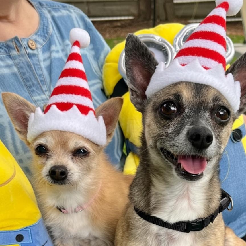 Enlarge Kona and Musi, an adopted Chihuahua in Palm Harbor, FL image 1/6