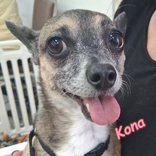 Enlarge Kona and Musi, a Adoptable Chihuahua in Palm Harbor, FL image 5/6
