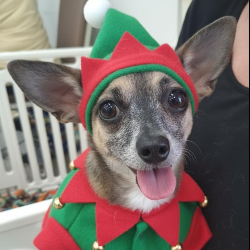 Enlarge Kona and Musi, an adopted Chihuahua in Palm Harbor, FL image 2/6