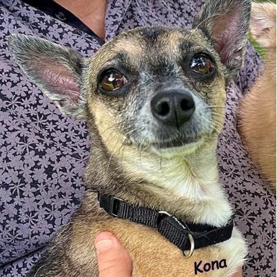 Enlarge Kona and Musi, a Adoptable Chihuahua in Palm Harbor, FL image 3/6