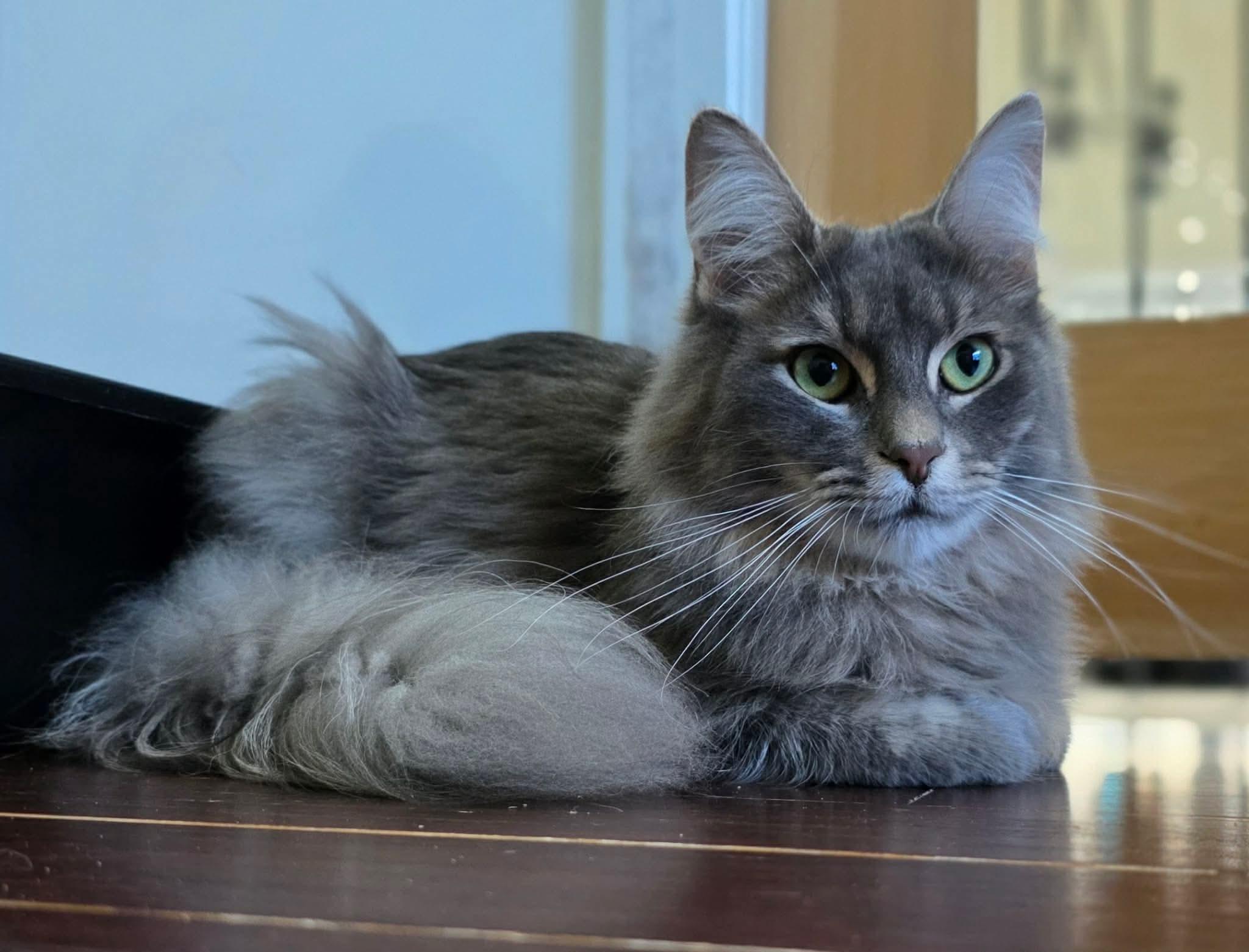 Enlarge Azim, a ADOPTABLE Domestic Long Hair in Terrebonne, QC image 6/6
