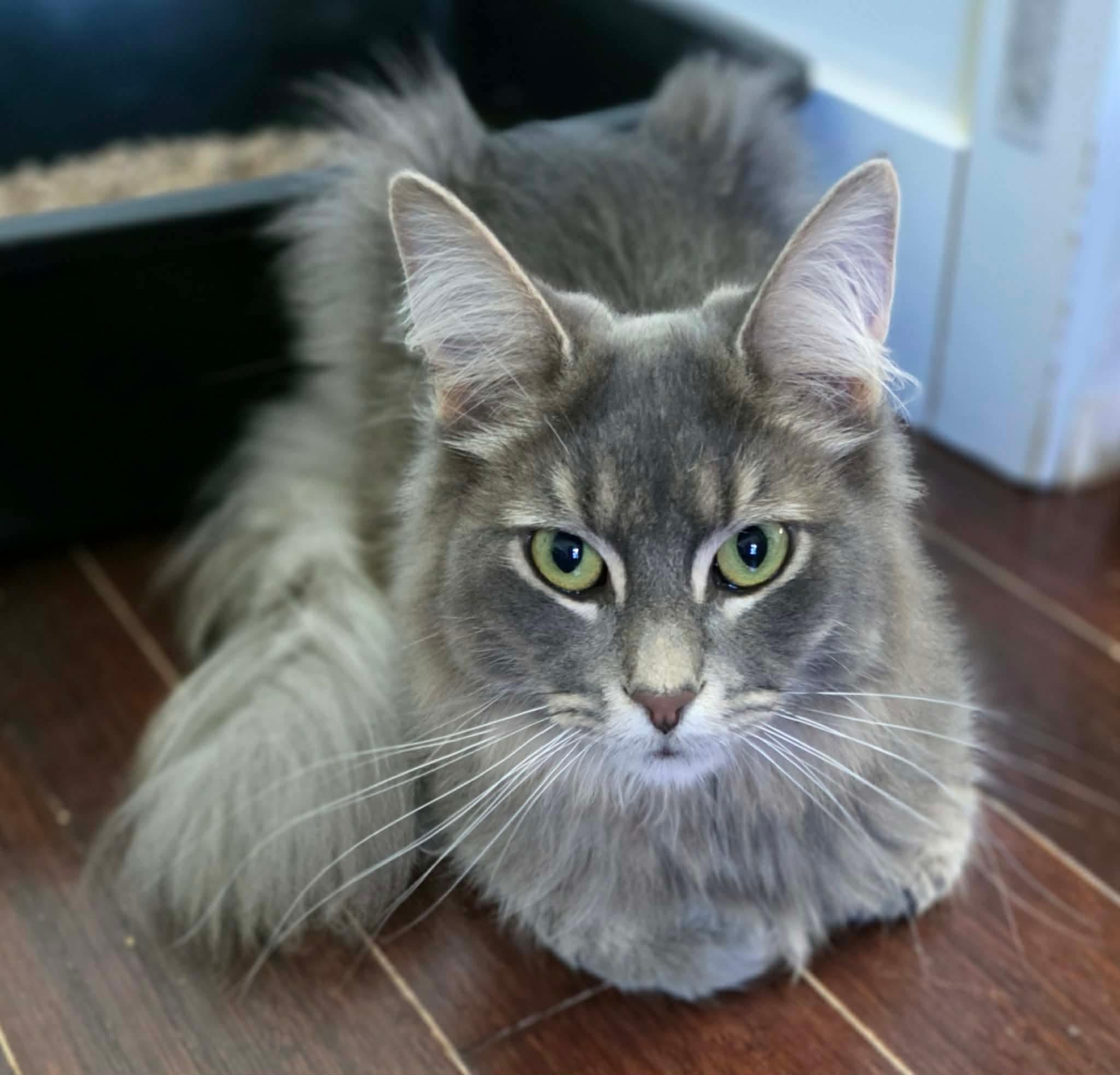 Enlarge Azim, a ADOPTABLE Domestic Long Hair in Terrebonne, QC image 5/6