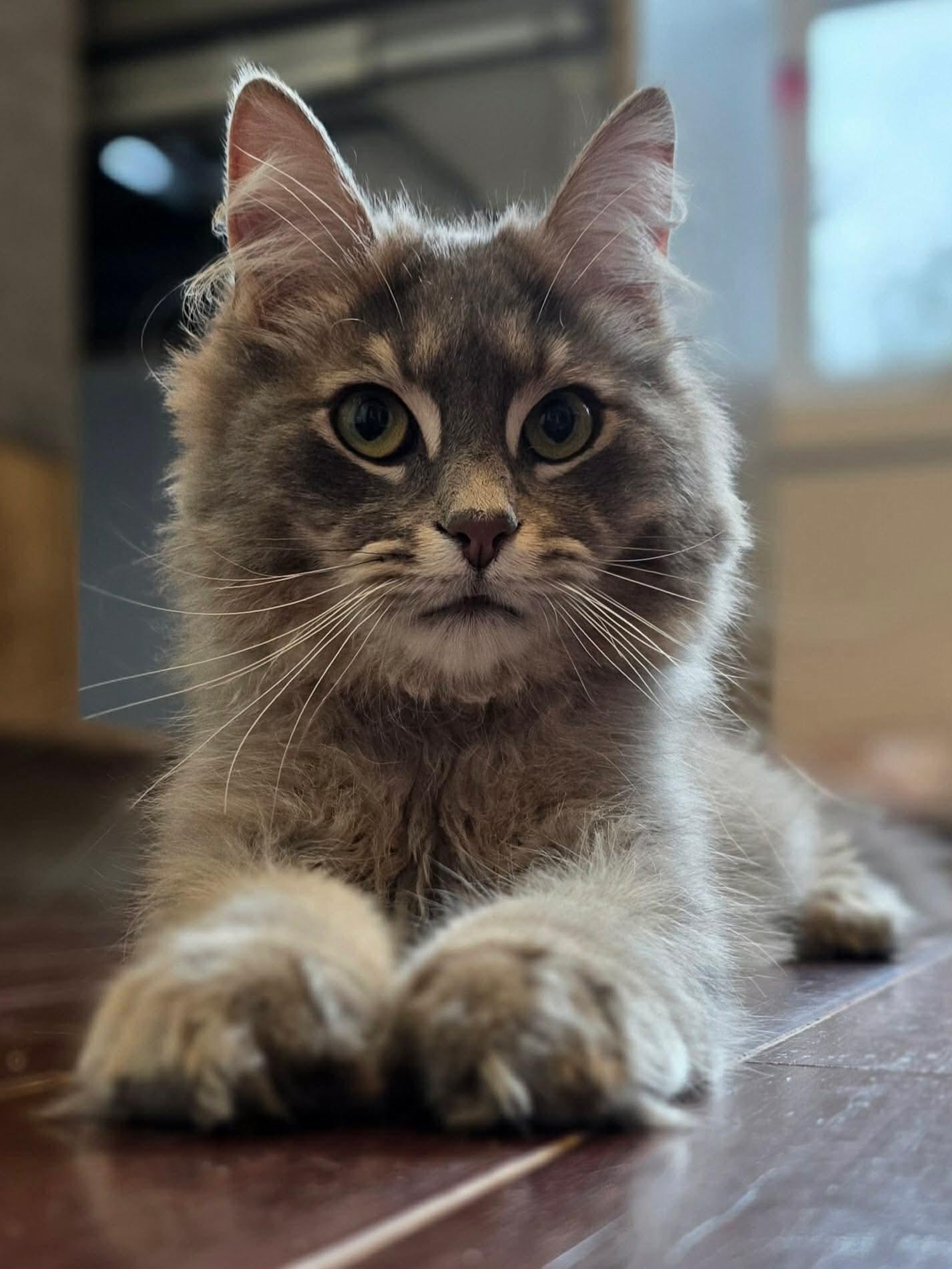 Azim, a ADOPTABLE Domestic Long Hair in Terrebonne, QC image 1/6