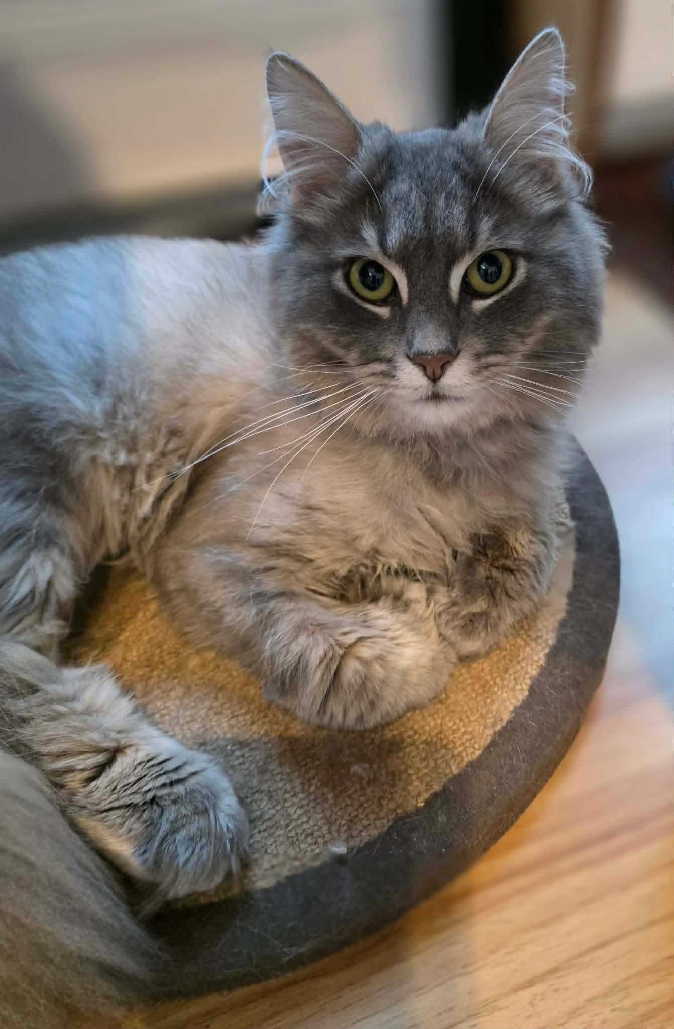 Azim, a ADOPTABLE Domestic Long Hair in Terrebonne, QC image 3/6