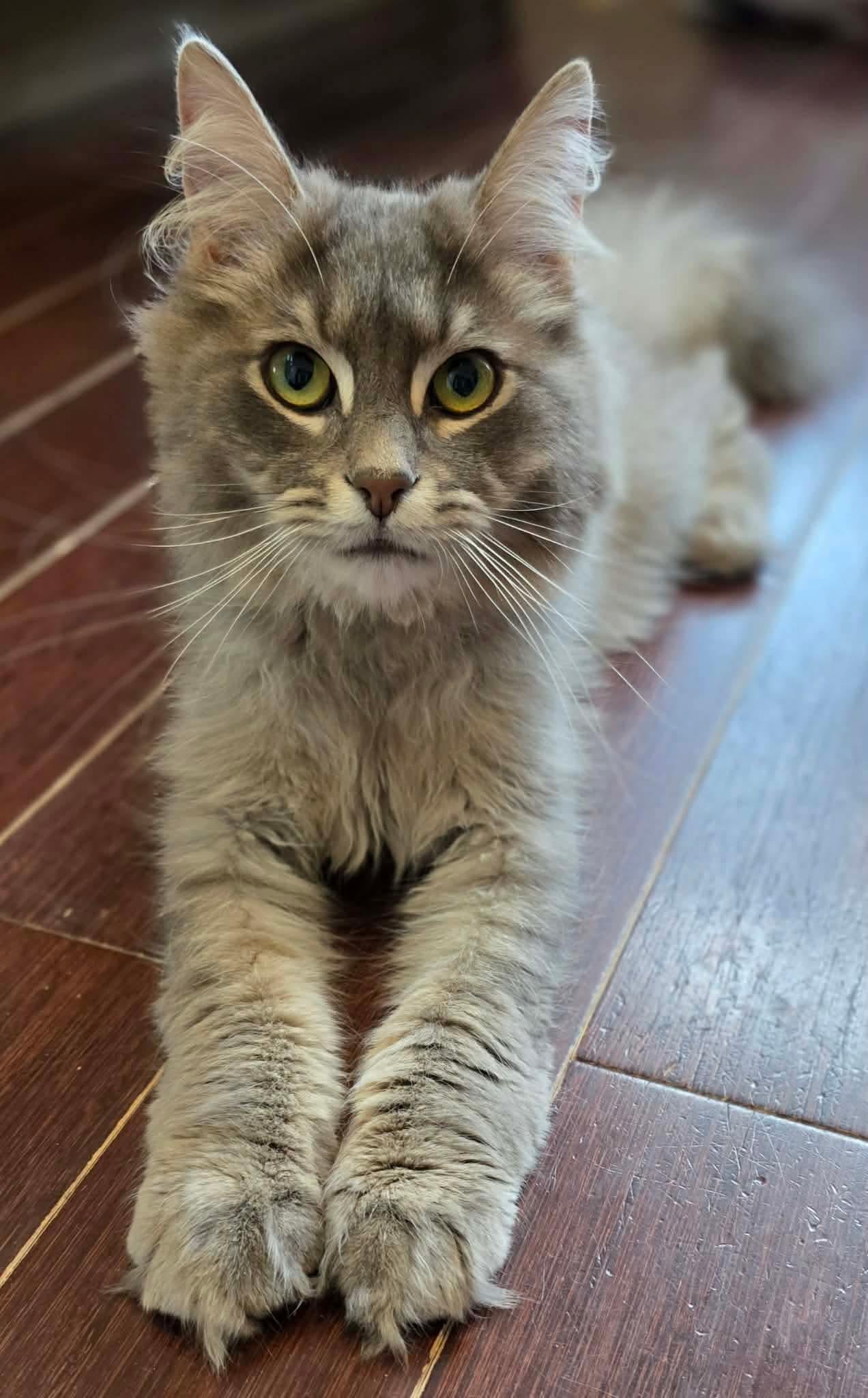Azim, a ADOPTABLE Domestic Long Hair in Terrebonne, QC image 6/6