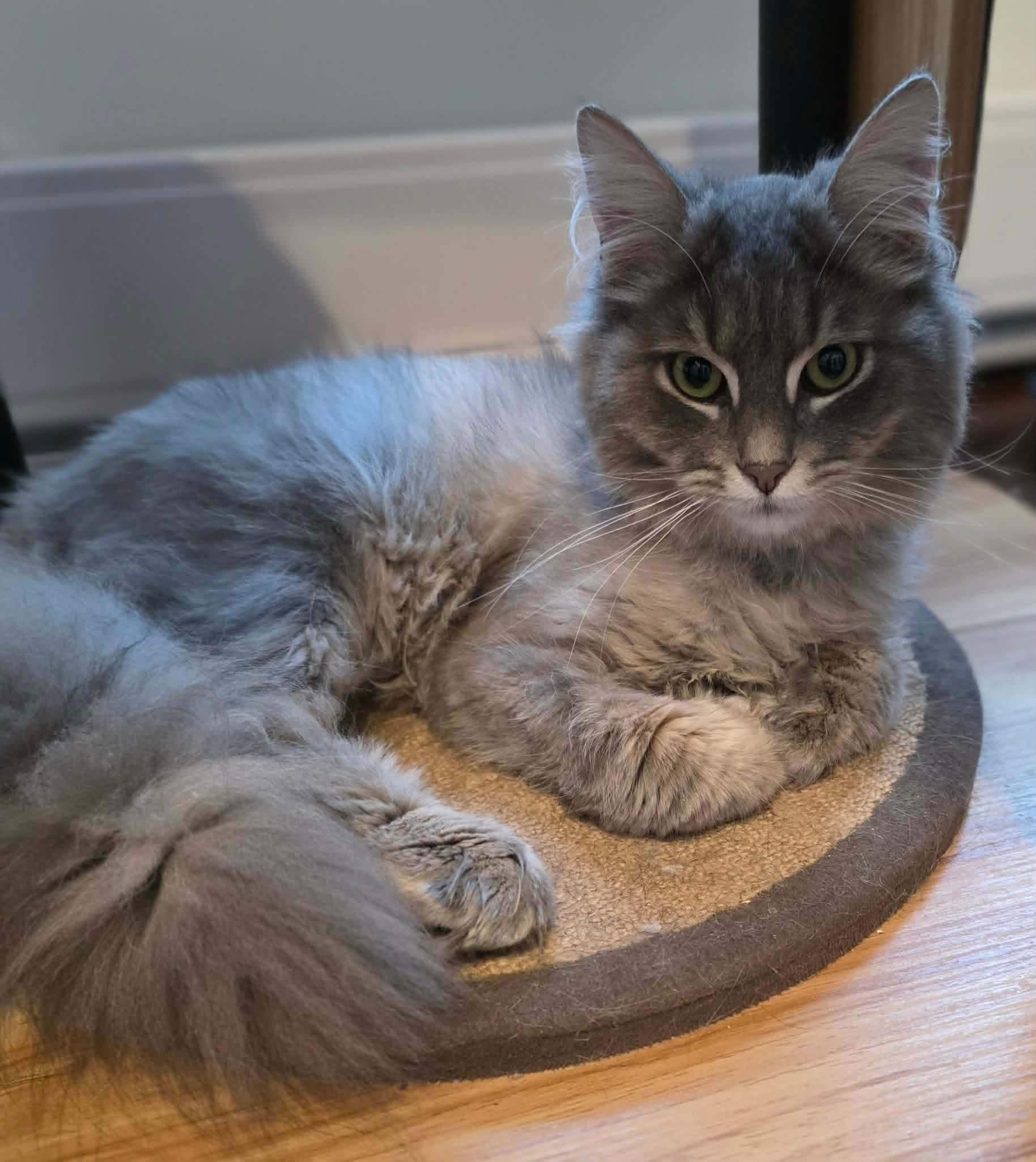 Azim, ADOPTABLE, Young Male Domestic Long Hair.