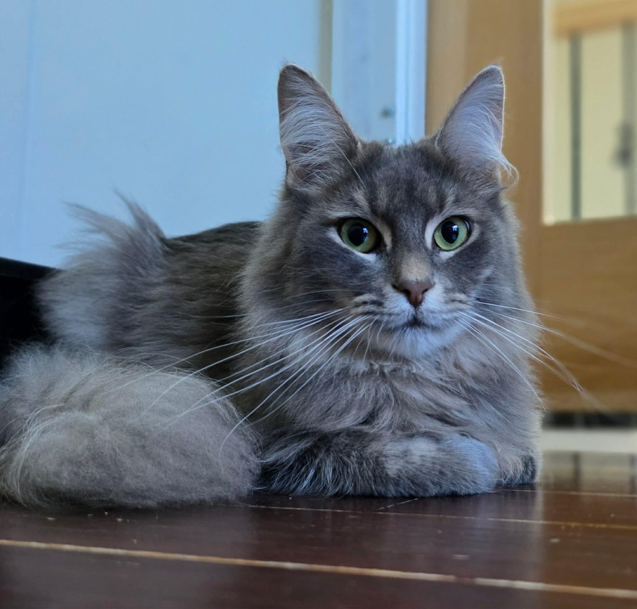 Azim, ADOPTABLE, Young Male Domestic Long Hair.
