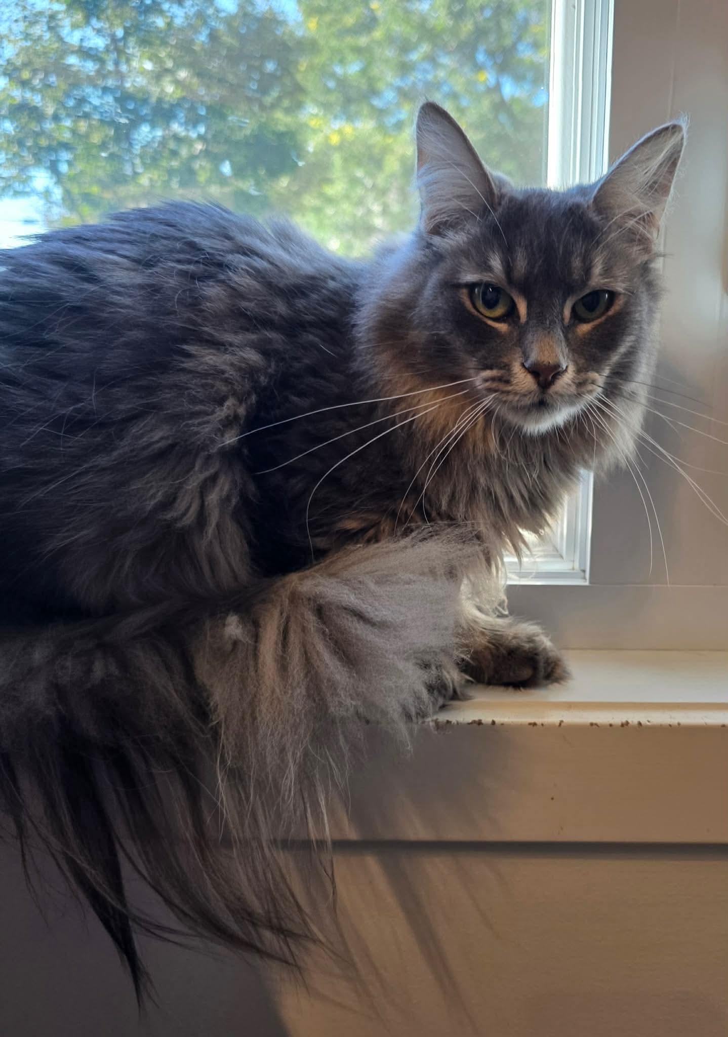 Enlarge Azim, a Adoptable Domestic Long Hair in Terrebonne, QC image 6/6