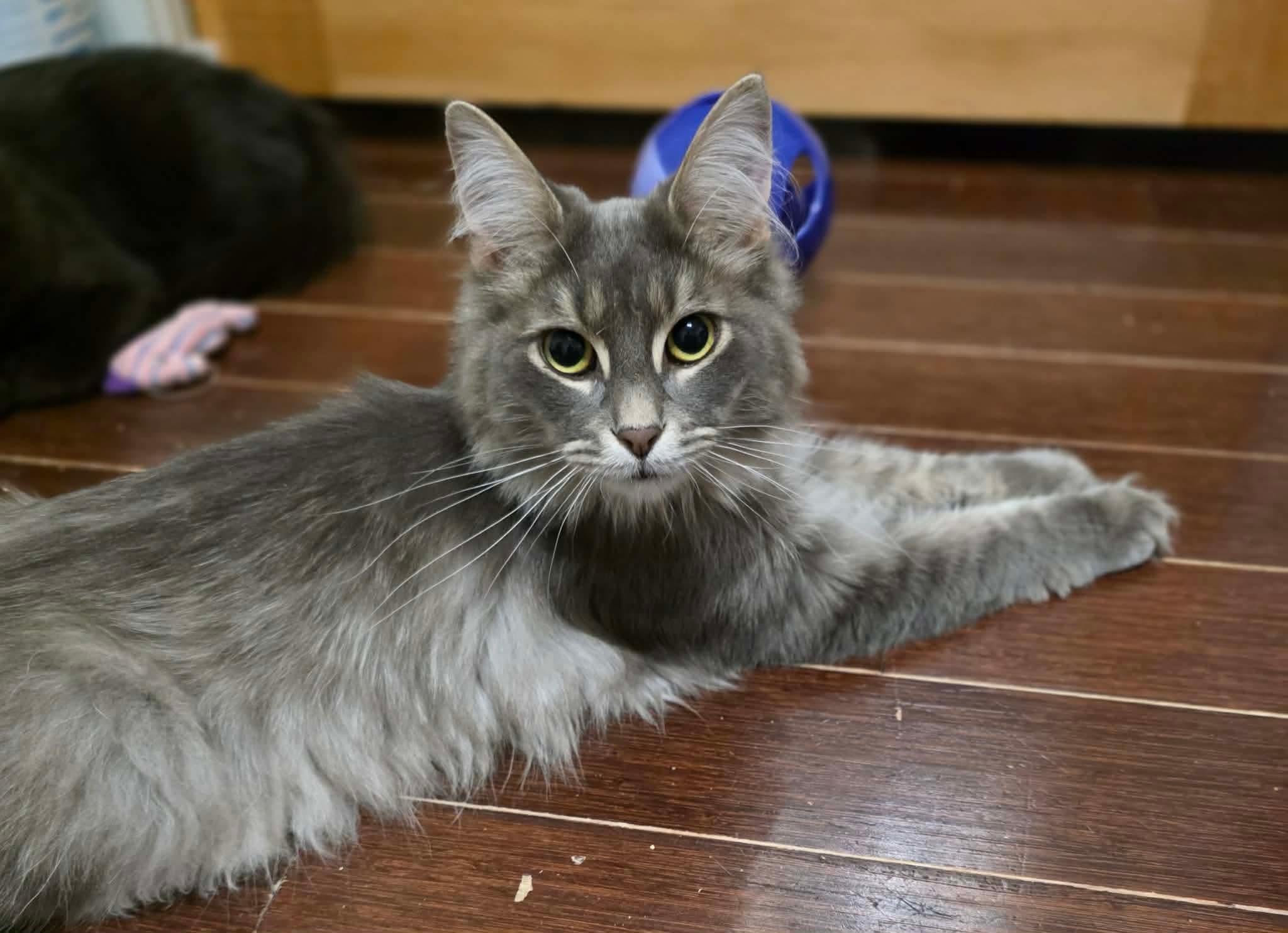 Enlarge Azim, a ADOPTABLE Domestic Long Hair in Terrebonne, QC image 5/6