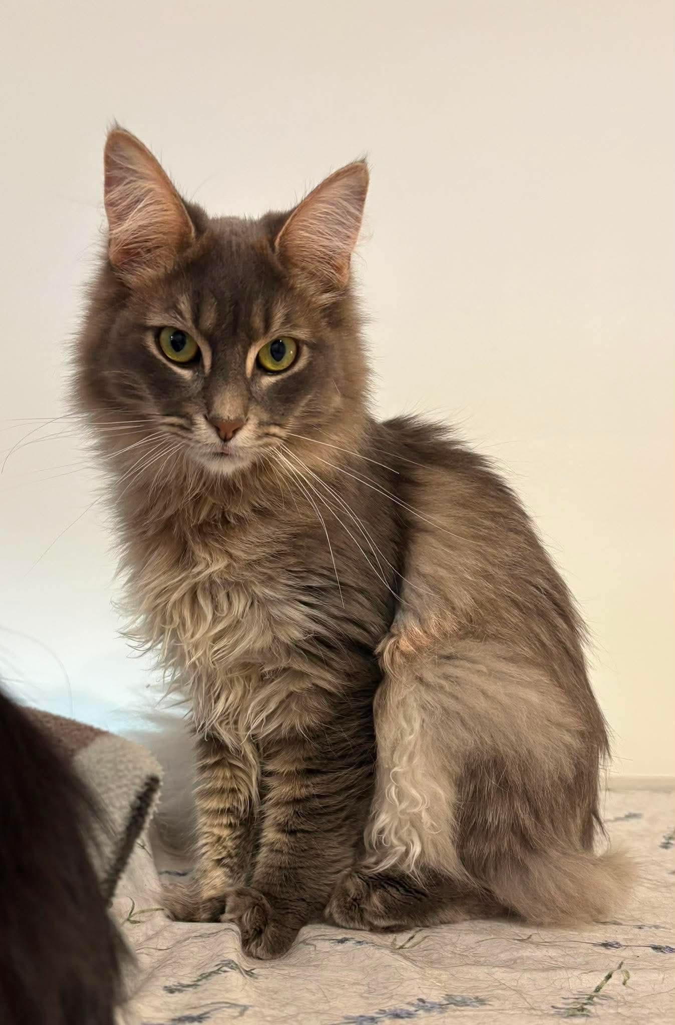 Enlarge Azim, a ADOPTABLE Domestic Long Hair in Terrebonne, QC image 6/6
