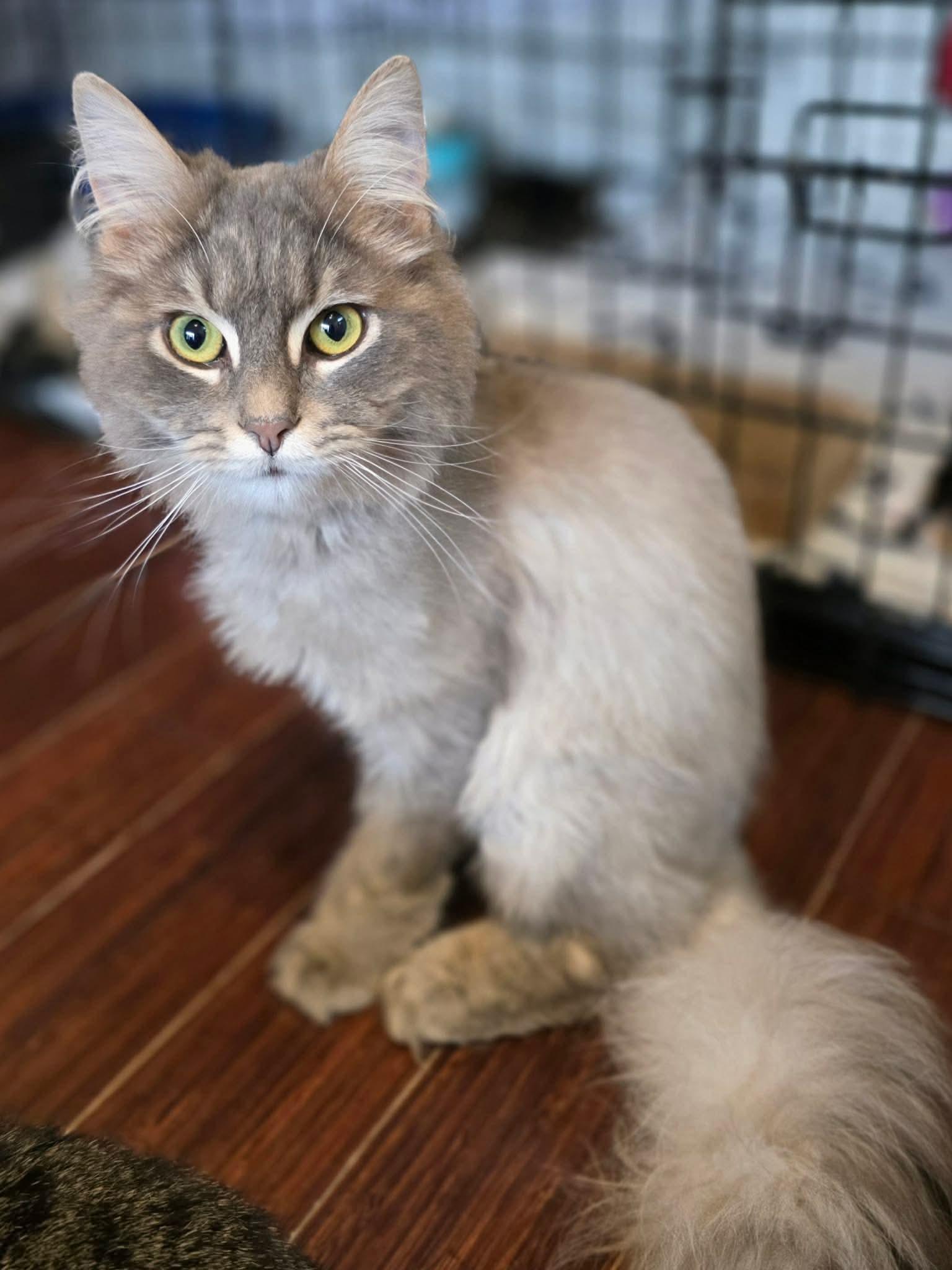 Azim, a ADOPTABLE Domestic Long Hair in Terrebonne, QC image 4/6