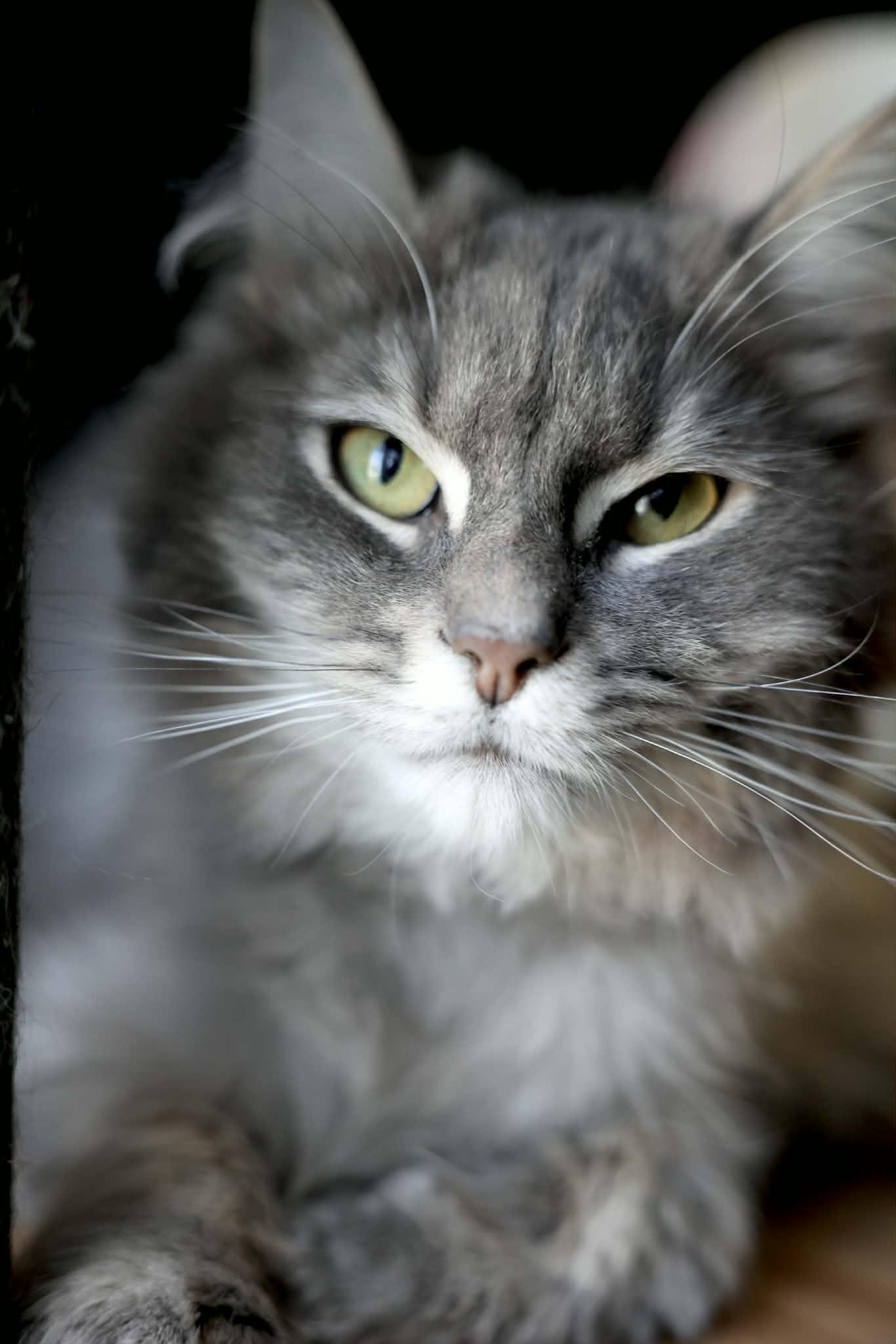 Azim, a ADOPTABLE Domestic Long Hair in Terrebonne, QC image 2/6
