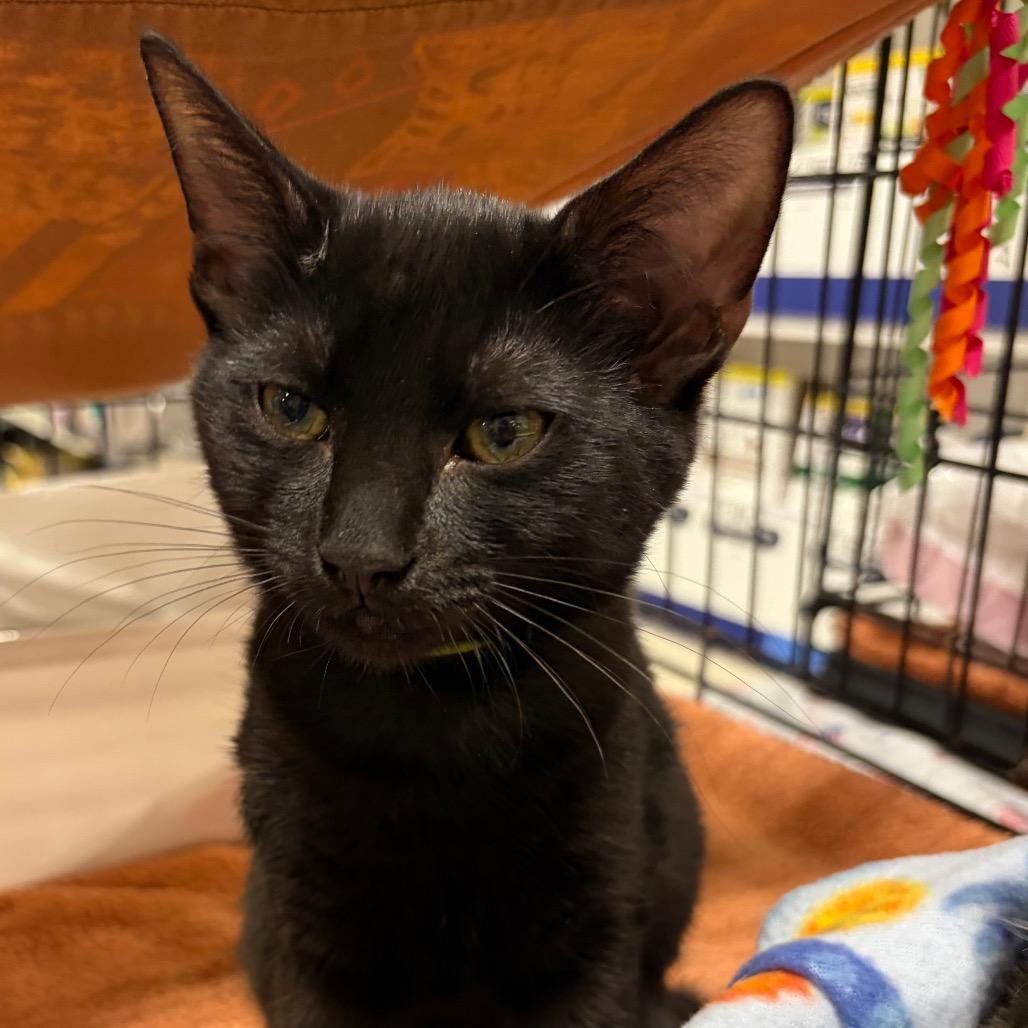 Mewgonagal adopt with Purrdamort, Adoptable, Kitten Female Domestic Short Hair.