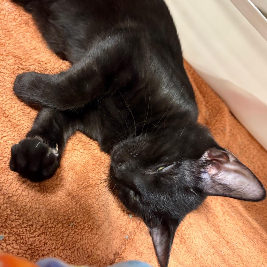 Enlarge Mewgonagal adopt with Purrdamort, a Adoptable Domestic Short Hair in Fayetteville, GA image 2/4