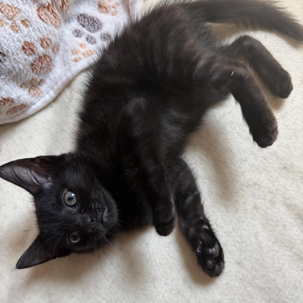 Enlarge Mewgonagal adopt with Purrdamort, a Adoptable Domestic Short Hair in Fayetteville, GA image 3/4