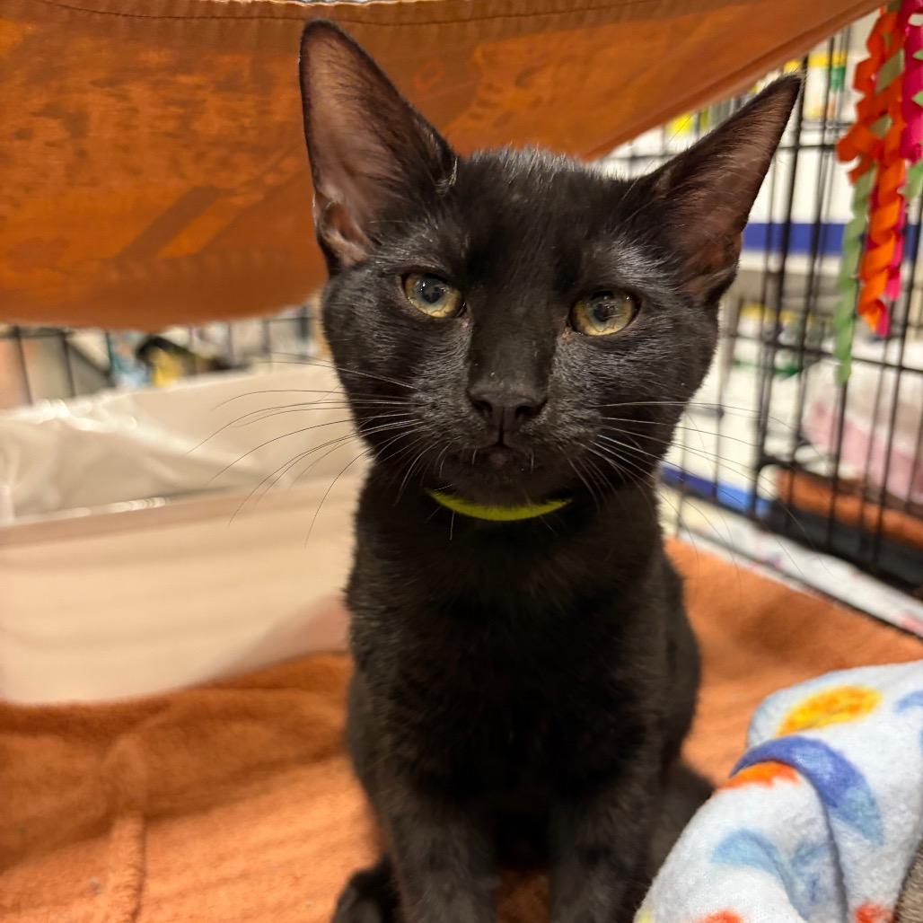 Enlarge Mewgonagal adopt with Purrdamort, a Adoptable Domestic Short Hair in Fayetteville, GA image 4/4