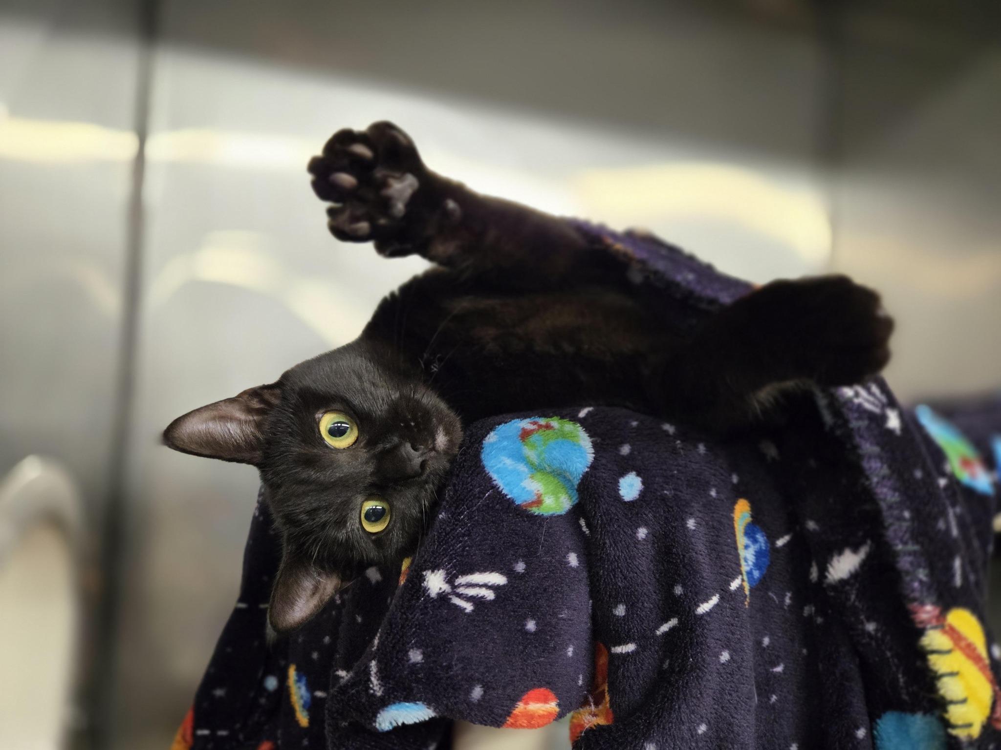 Tokyo & Lisboa, adopted, Young Female Domestic Short Hair.