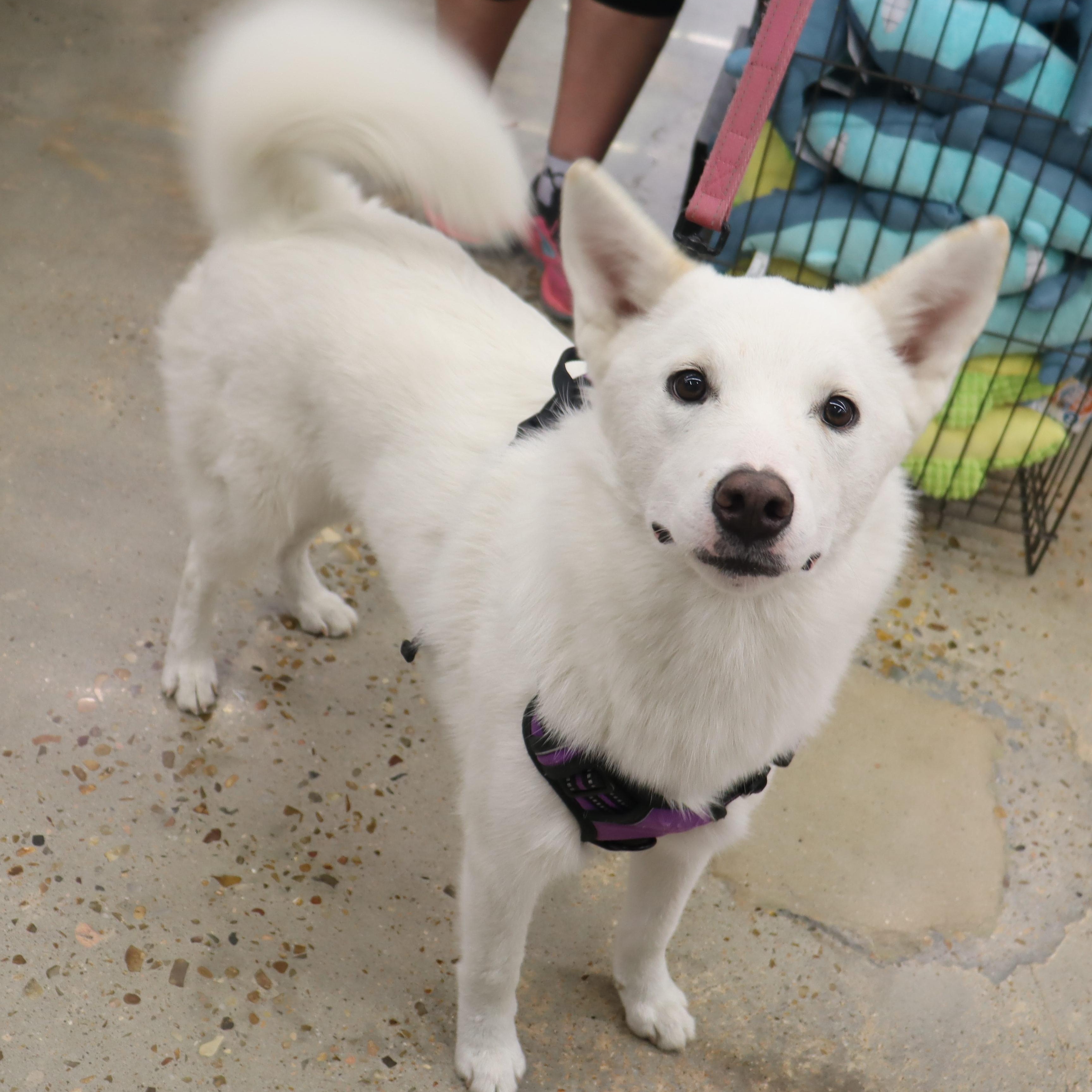 Enlarge Stormie - Beautiful, Super Loving Husky mix, a Adoptable mixed breed in League City, TX image 1/6
