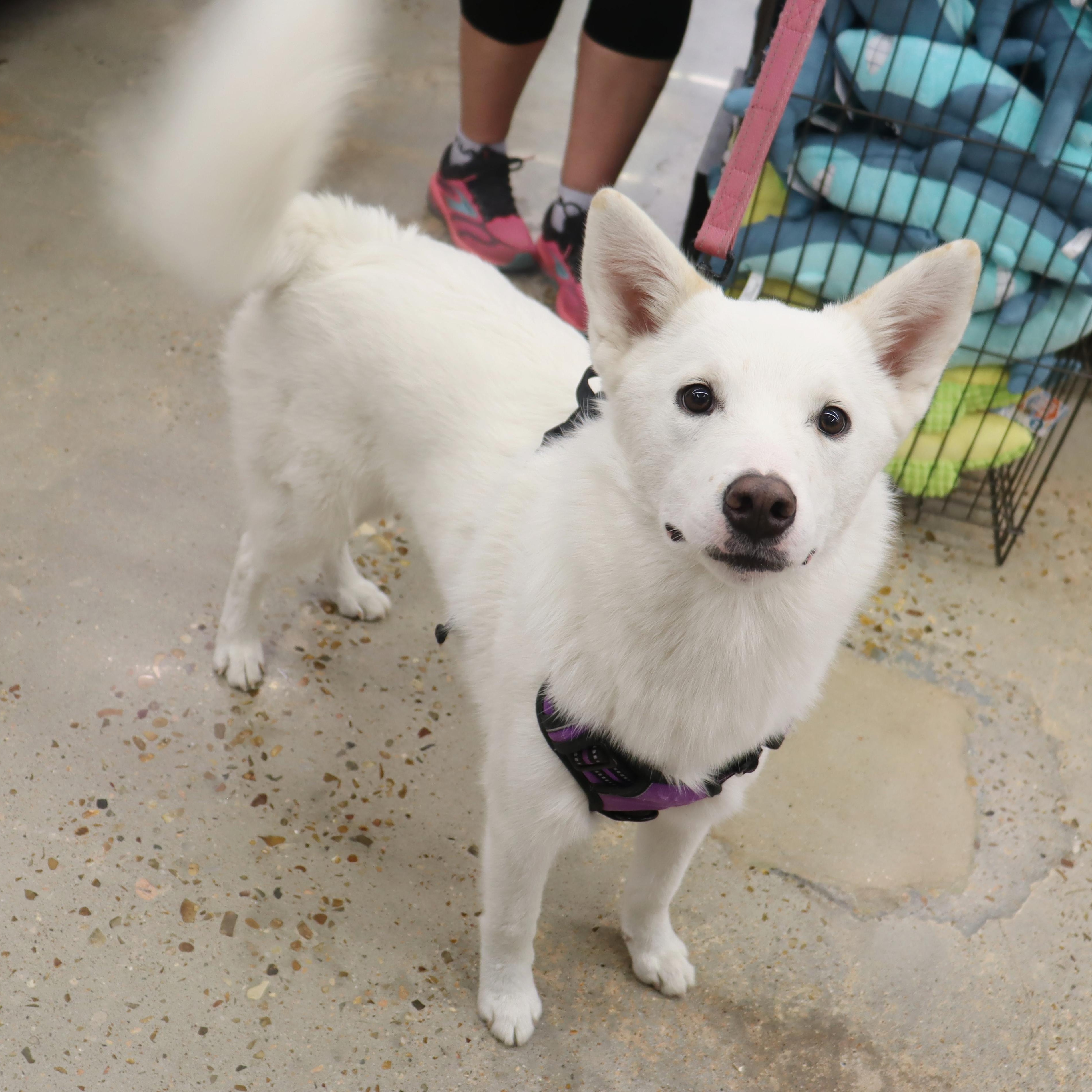 Enlarge Stormie - Beautiful, Super Loving Husky mix, a Adoptable mixed breed in League City, TX image 2/6