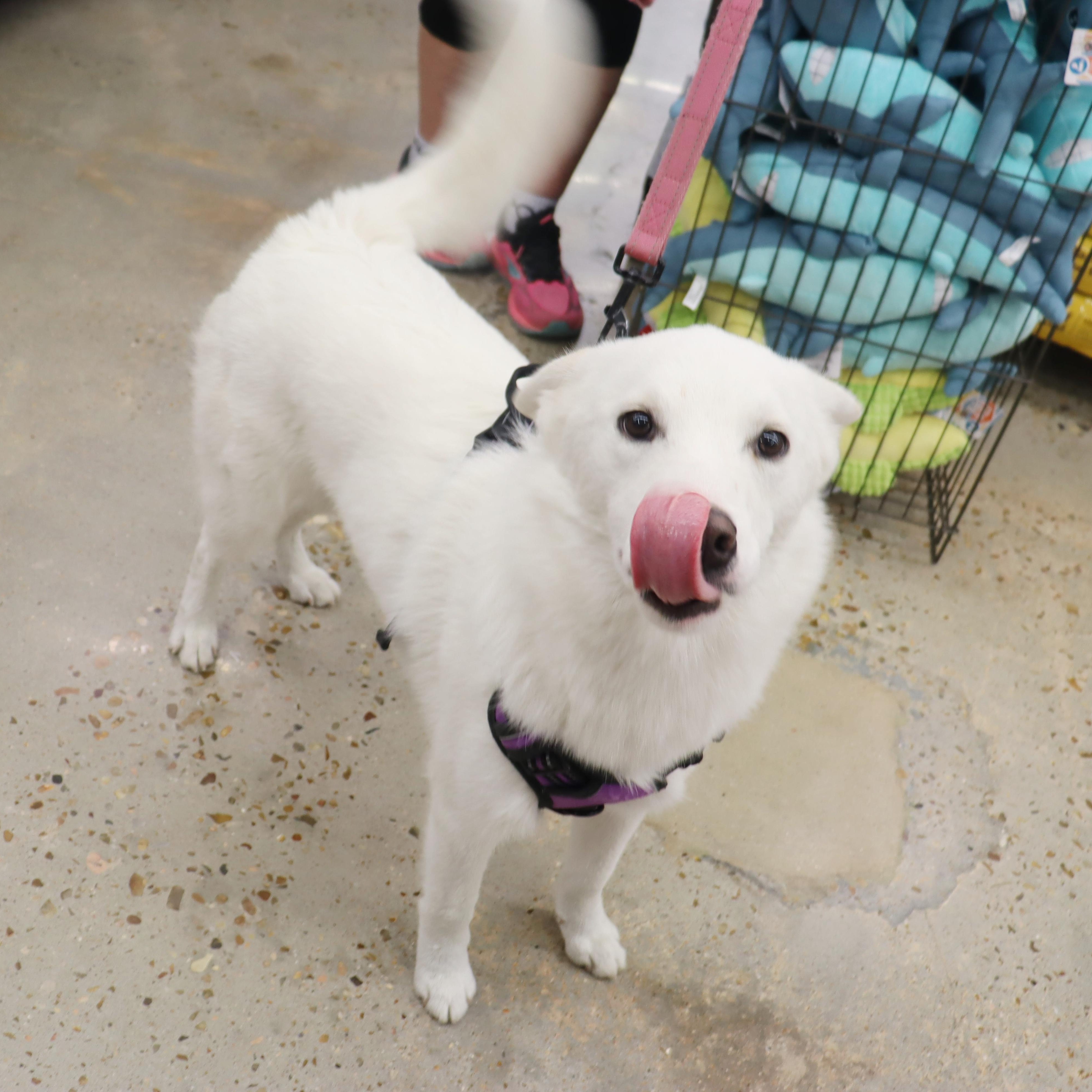 Enlarge Stormie - Beautiful, Super Loving Husky mix, a Adoptable mixed breed in League City, TX image 3/6